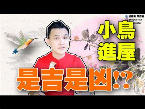 鳥飛入屋|【鳥飛進家裡】家有喜事來了！鳥飛進家裡預示著什麼吉凶？